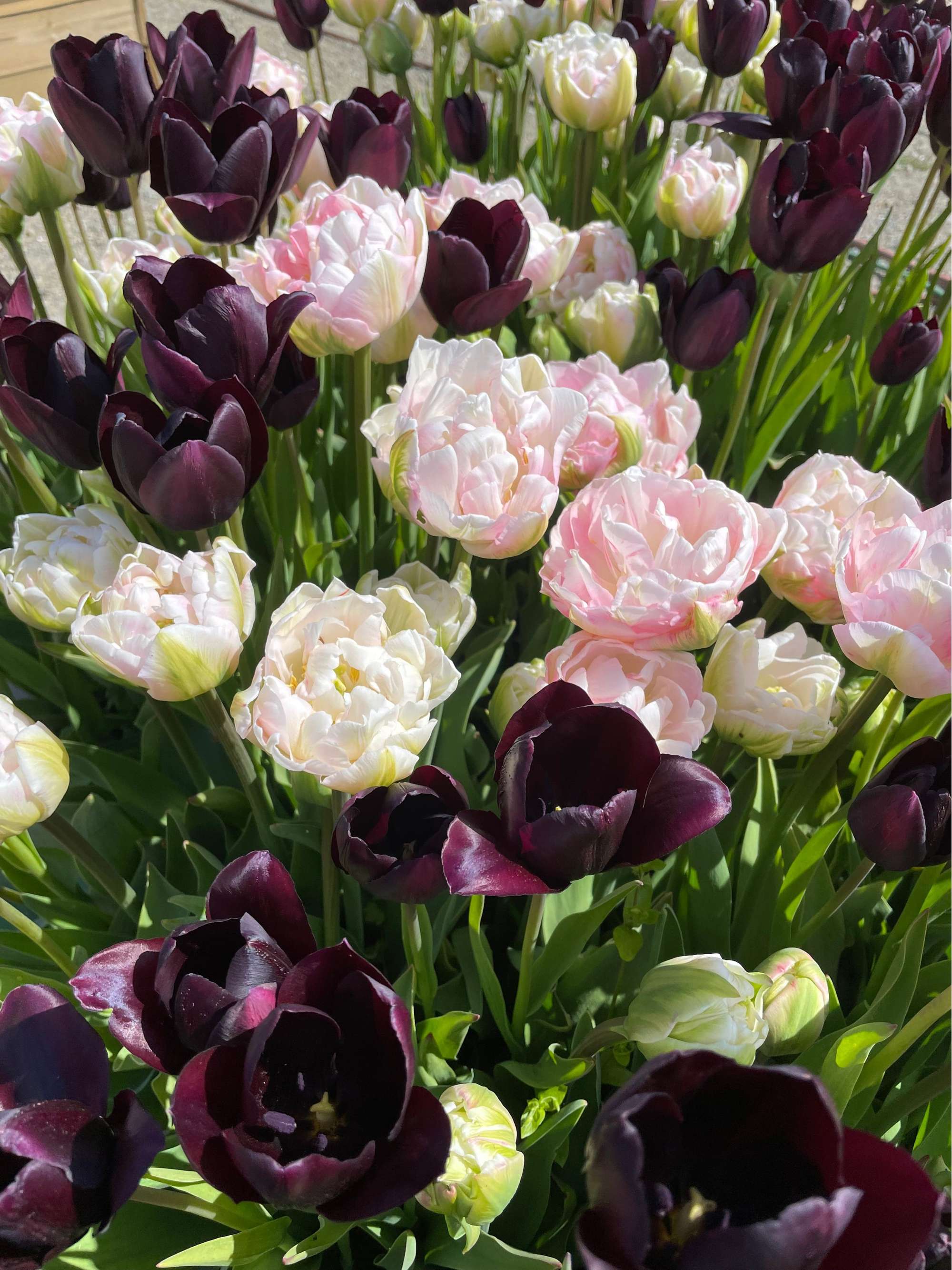 'Isabella' tulpanblandning